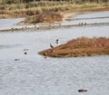 Waterbirds on the Minsmere reserve Royalty Free Stock Photo