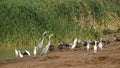 Waterbirds at pond