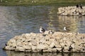 Waterbirds in Porbandar bird sanctuary Royalty Free Stock Photo