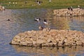 Waterbirds in Porbandar bird sanctuary Royalty Free Stock Photo