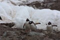 Gentoo penguins breeding colony at Waterboat Point, Antarctica, Antarctic Peninsula Royalty Free Stock Photo