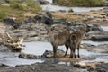 Waterbok in olifantsriver