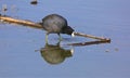 Waterborne American Coot Fulica Americana Bird