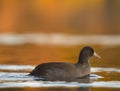 American coot swimming in a lake