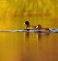 American coot swimming in a lake