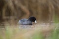 American coot swimming in a lake