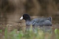 American coot swimming in a lake