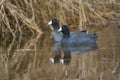 American coot swimming in a lake