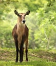 Waterbuck Royalty Free Stock Photo