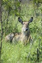 Waterbuck