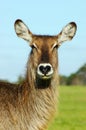 Waterbuck Royalty Free Stock Photo