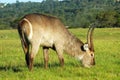 Waterbuck Royalty Free Stock Photo