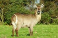 Waterbuck Royalty Free Stock Photo