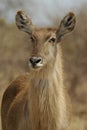 Waterbuck Royalty Free Stock Photo