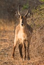 Waterbuck Royalty Free Stock Photo