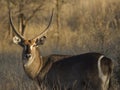 Waterbuck Royalty Free Stock Photo