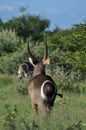 Waterbuck