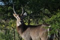 Waterbuck