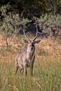 Waterbuck Royalty Free Stock Photo