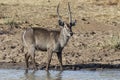 Waterbuck