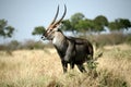 Waterbuck Royalty Free Stock Photo