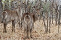 Waterbuck Royalty Free Stock Photo