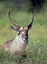 Waterbuck