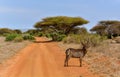 Waterbuck in Acacia Senegal, Kenya National Park, Taita Hils, Africa Royalty Free Stock Photo