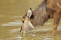 Waterbuck - African Wildlife Background - Pleasure of Silver Water Royalty Free Stock Photo