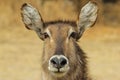 Waterbuck - African Wildlife Background - Stare of Focus Royalty Free Stock Photo