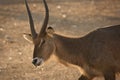 Waterbuck antelope