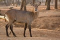 Waterbuck antelope