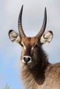 Waterbuck Antelope Royalty Free Stock Photo