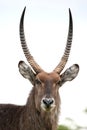 Waterbuck Antelope