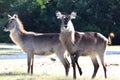 Waterbuck Antelope