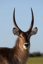 Waterbuck Antelope Royalty Free Stock Photo