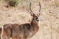 Waterbuck antelope Royalty Free Stock Photo