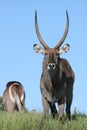 Waterbuck Antelope Royalty Free Stock Photo