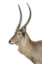 Waterbuck Antelope Isolated on White Royalty Free Stock Photo