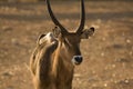 Waterbuck antelope male portrait