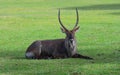 Waterbuck antelope male resting on the green lawn Royalty Free Stock Photo