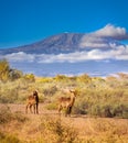 Waterbuck antelope over Kilimanjaro mountain Kenya