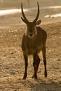 Waterbuck antelope on sunset