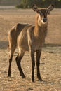 Waterbuck antelope on sunset