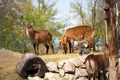 Waterbuck antelope