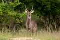 Waterbuck Antelope Royalty Free Stock Photo