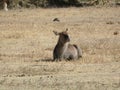 Waterbuck Artiodactyla Ngorongoro Crater, Tanzania