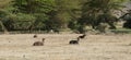 Waterbuck Artiodactyla Ngorongoro Crater, Tanzania