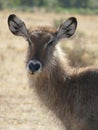 Waterbuck Artiodactyla Ngorongoro Crater, Tanzania