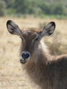 Waterbuck Artiodactyla Ngorongoro Crater, Tanzania